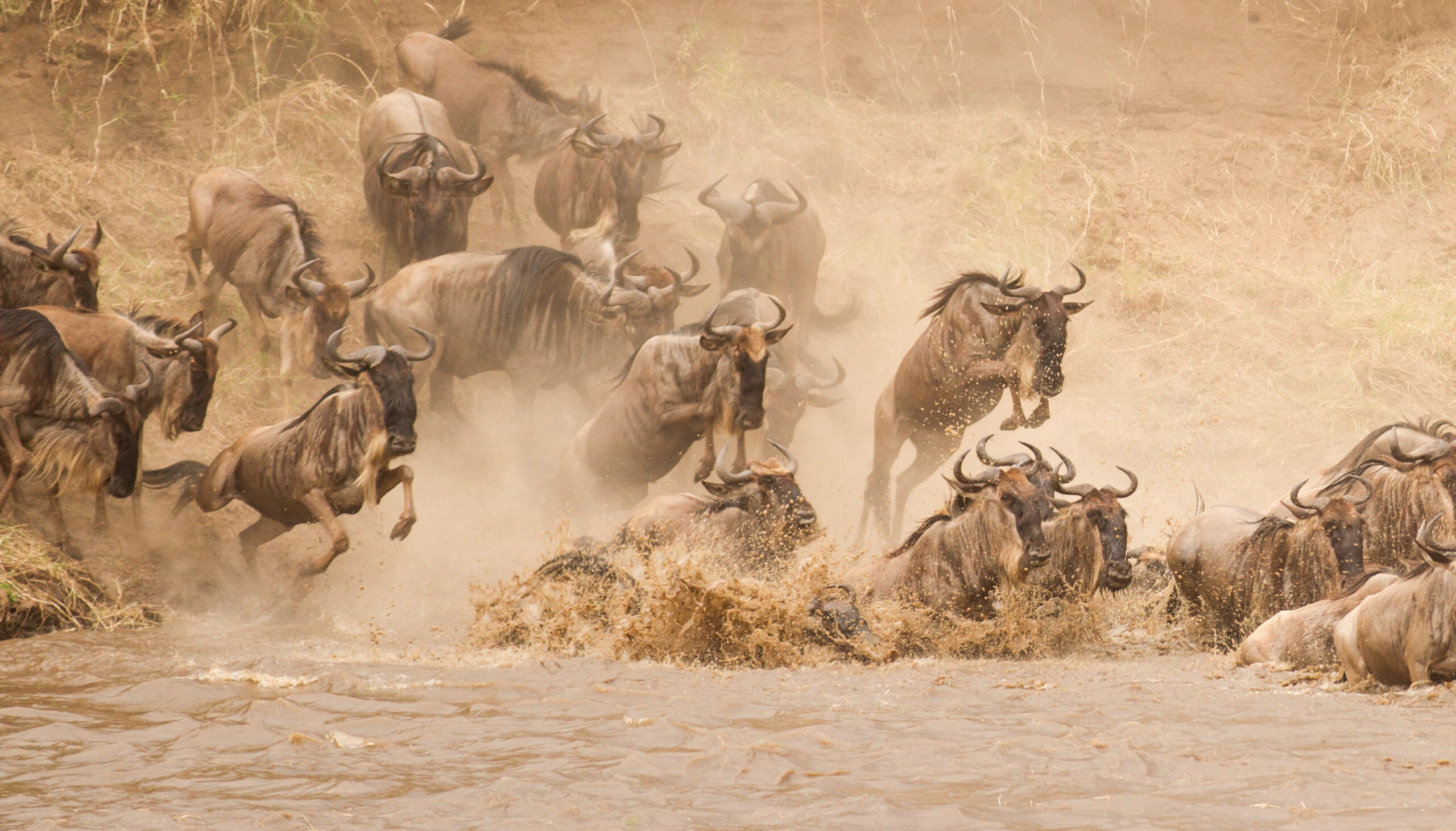 sernegeti wildebeest migration