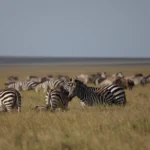 Wildebeest Migration