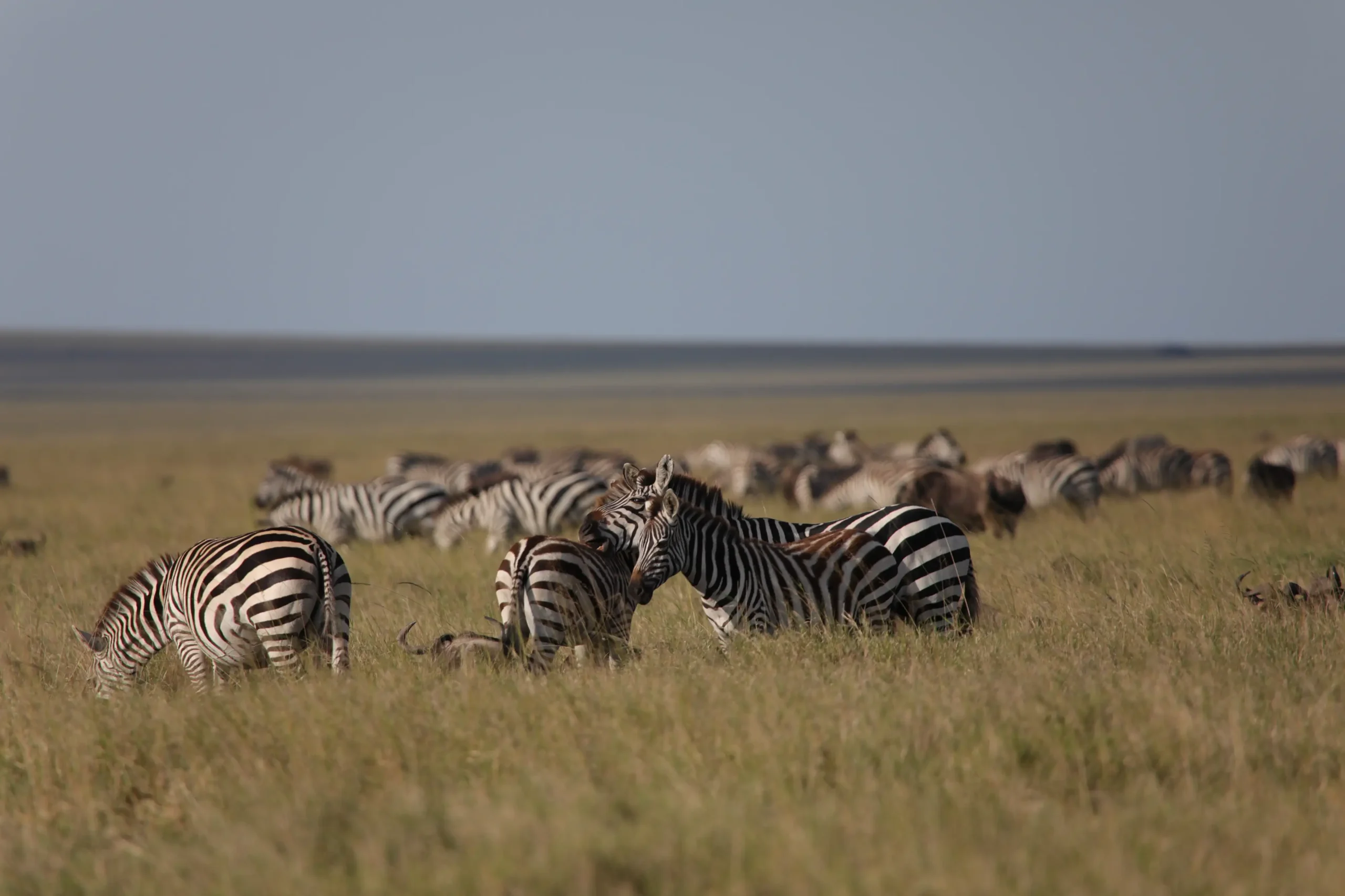 Wildebeest Migration